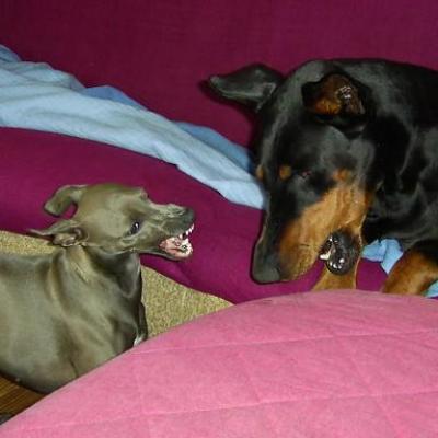 PLI / DOBERMANN