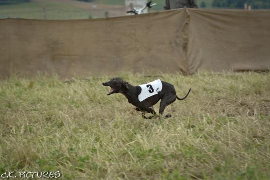 coursing-schweizermeisterschaft-lotzwil-02-06-2013-19.jpg