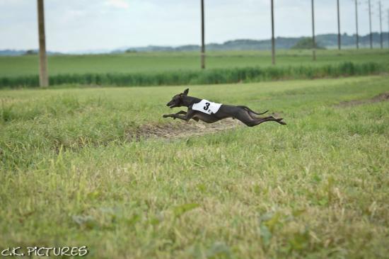 coursing-schweizermeisterschaft-lotzwil-02-06-2013-21.jpg